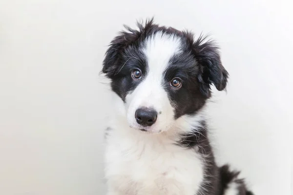 白地にかわいい smilling 子犬犬ボーダーコリーの面白いスタジオ ポートレート — ストック写真