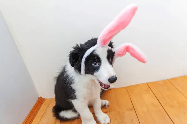 Mutlu Paskalya kavramı. Komik şirin güleryüzlü köpek yavrusu köpek kenar kömür ocağı evde Paskalya tavşan kulakları kapalı giyiyor portresi — Stok fotoğraf