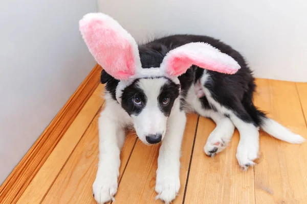 Conceptul Happy Easter. Amuzant portret de drăguț cățeluș zâmbitor câine frontieră collie purtând urechi de iepure de Paște în interior la domiciliu — Fotografie, imagine de stoc