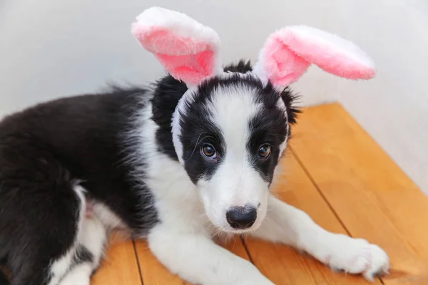 Happy Easter concept. Funny portrait of cute smilling puppy dog border collie wearing easter bunny ears indoor at home