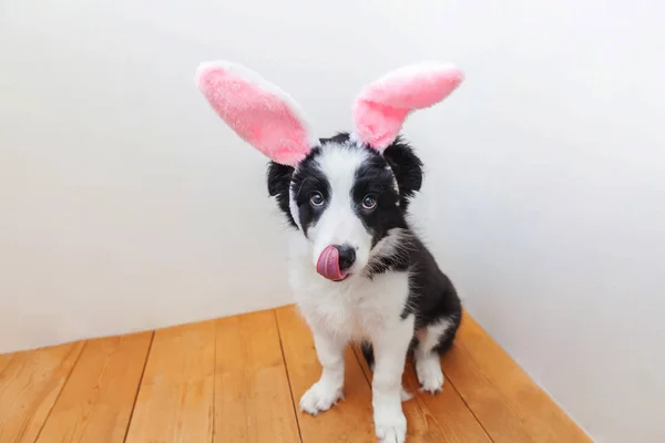 Mutlu Paskalya kavramı. Komik şirin güleryüzlü köpek yavrusu köpek kenar kömür ocağı evde Paskalya tavşan kulakları kapalı giyiyor portresi — Stok fotoğraf