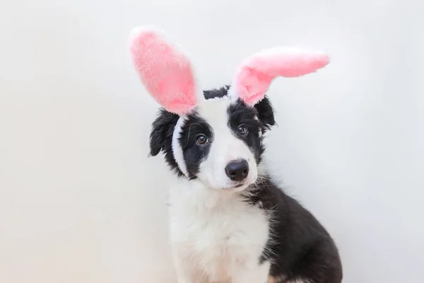 Mutlu Paskalya kavramı. Beyaz arka plan üzerinde komik portre sevimli güleryüzlü köpek yavrusu köpek kenar kömür ocağı Paskalya bunny kulaklar giyen izole — Stok fotoğraf
