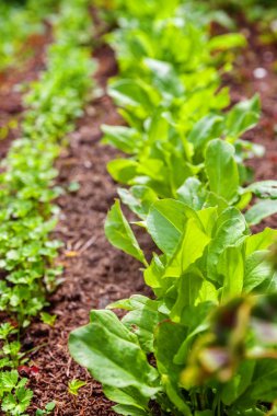 Yeşil yaprak marul salatası ve maydanoz sebze alanındaki bahçe yatak ile tarım alanı