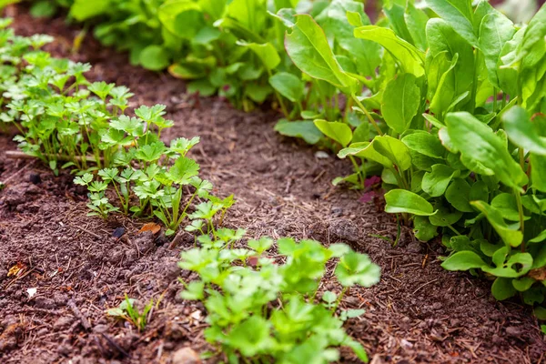 Zemědělský pozemek s zelený listový salát a petrželkou na zahradní postel v zeleninové pole — Stock fotografie