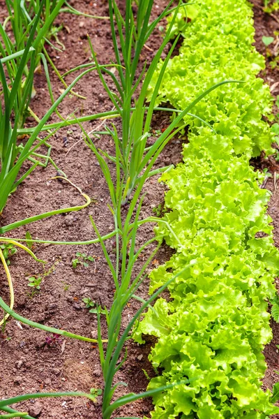 Zemědělský pozemek s zelený listový salát a cibulí na zahradní postel v zeleninové pole — Stock fotografie