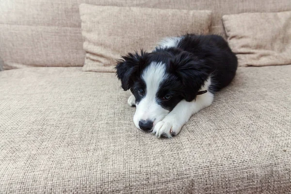 Grappige portret van schattige smilling puppy hond Bordercollie thuis — Stockfoto