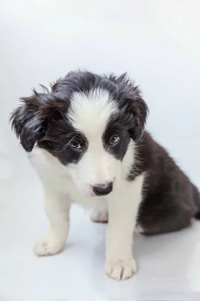 Funny studio portrait of cute smilling puppy dog border collie on white background — Stock Photo, Image