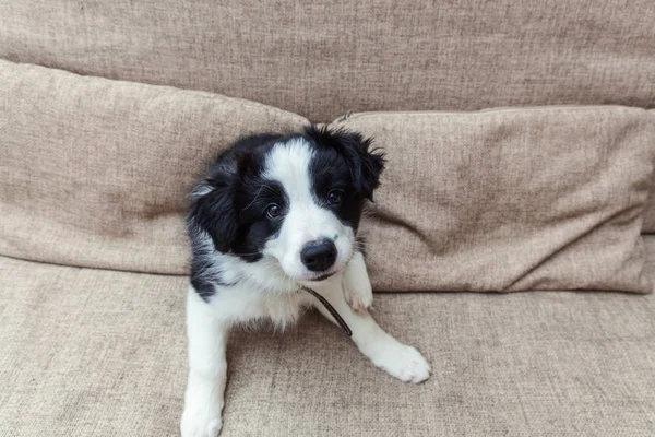 Legrační portrét smilling roztomilé štěně psa border kolie doma — Stock fotografie