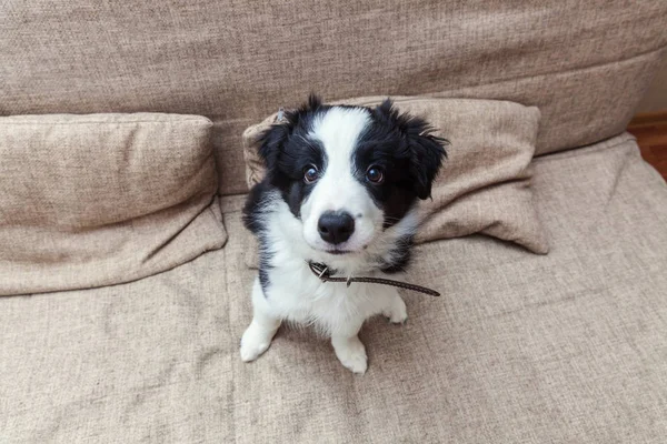 Legrační portrét smilling roztomilé štěně psa border kolie doma na gauči, čekání na odměna — Stock fotografie
