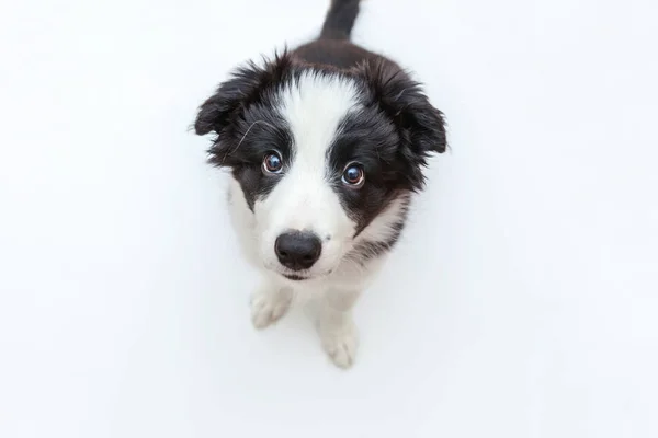 白地にかわいい smilling 子犬犬ボーダーコリーの面白いスタジオ ポートレート — ストック写真