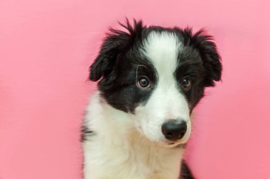 Pembe pastel arka planda sevimli güleryüzlü yavru köpek sınır Collie komik stüdyo portre