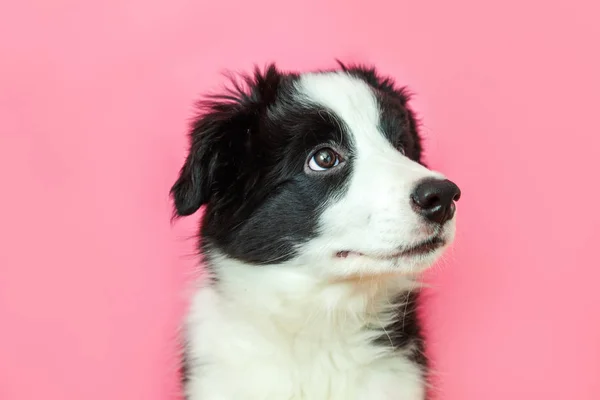 Pembe pastel arka planda sevimli güleryüzlü yavru köpek sınır Collie komik stüdyo portre — Stok fotoğraf