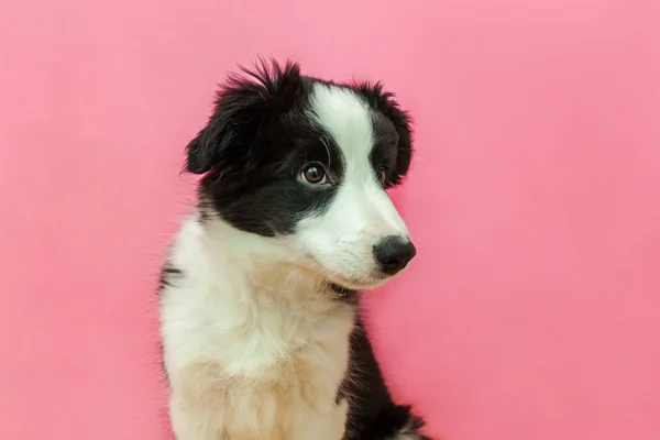 Śmieszne studio portret cute sfrezowanie szczeniąt Border Collie psa na różowy pastel tle — Zdjęcie stockowe