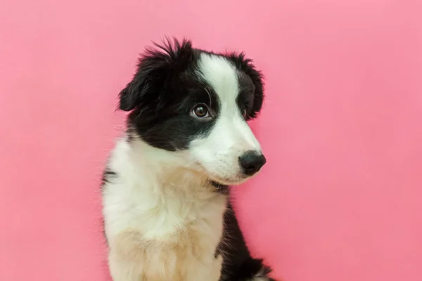 ピンクのパステルの背景にかわいい smilling の子犬の犬のボーダーコリーの面白いスタジオの肖像画 — ストック写真