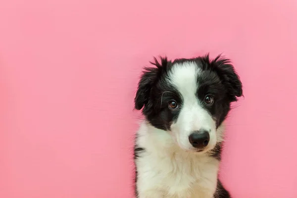 ピンクのパステルの背景にかわいい smilling の子犬の犬のボーダーコリーの面白いスタジオの肖像画 — ストック写真