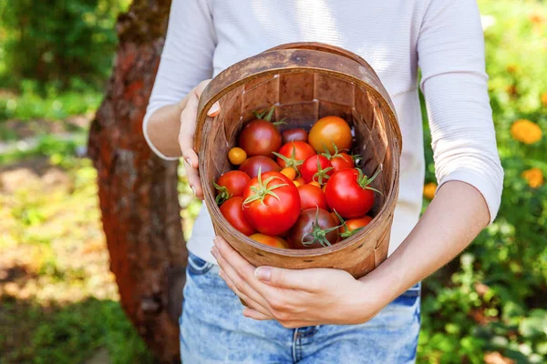 Молодая работница фермы держит корзину, собирая свежие спелые органические помидоры в саду — стоковое фото