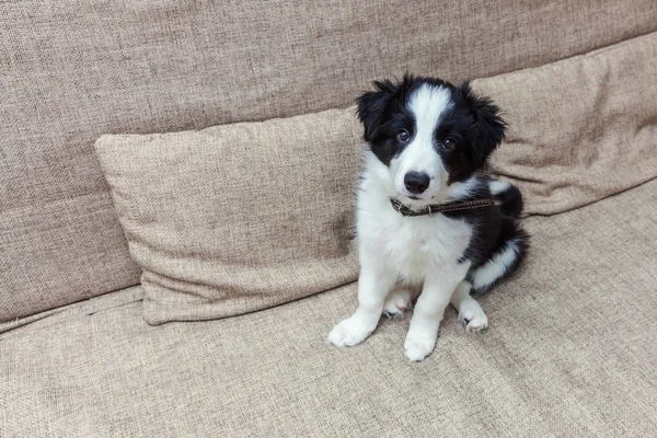 Divertente ritratto di carino smilling cucciolo di cane confine collie a casa sul divano in attesa di ricompensa — Foto Stock