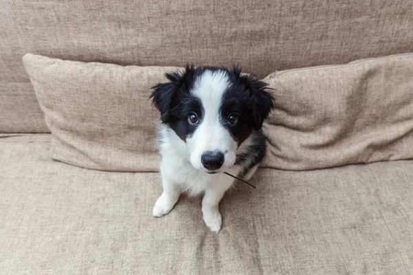 Zabawny portret cute smilling puppy pies collie granicy w domu — Zdjęcie stockowe