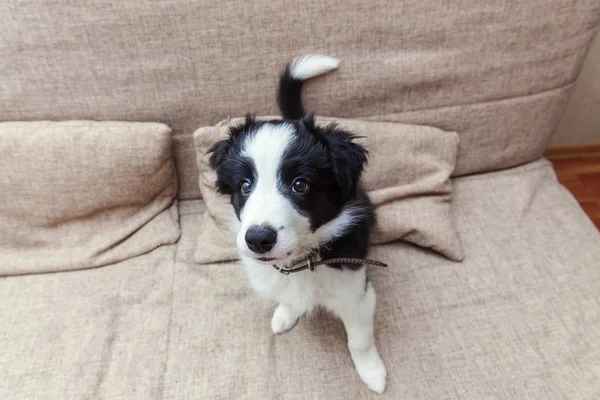 Αστεία πορτρέτο του περιποιημένο χαριτωμένο κουτάβι σκυλί κόλλεϊ συνόρων στο σπίτι στον καναπέ περιμένει ανταμοιβή — Φωτογραφία Αρχείου