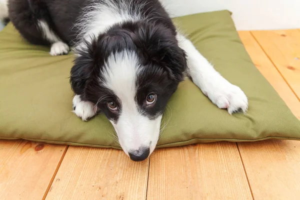 Komik şirin güleryüzlü köpek yavrusu köpek kenar kömür ocağı evde portresi — Stok fotoğraf