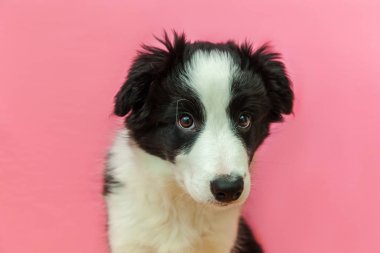Pembe pastel arka planda sevimli güleryüzlü yavru köpek sınır Collie komik stüdyo portre