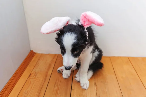 Mutlu Paskalya kavramı. Komik şirin güleryüzlü köpek yavrusu köpek kenar kömür ocağı evde Paskalya tavşan kulakları kapalı giyiyor portresi — Stok fotoğraf