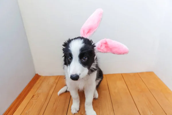 幸せなイースターのコンセプトです。自宅屋内イースターのバニーの耳を着てかわいい smilling 子犬犬ボーダーコリーの面白い肖像画 — ストック写真