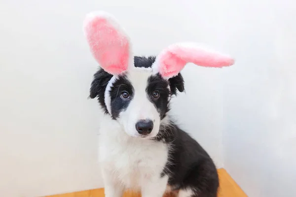 Conceptul Happy Easter. Amuzant portret de drăguț cățeluș zâmbitor câine de frontieră collie purtând urechi de iepure de Paște izolate pe fundal alb — Fotografie, imagine de stoc