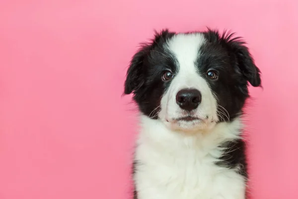 Amuzant portret studio de drăguț cățeluș zâmbitor câine frontieră collie pe fundal pastel roz — Fotografie, imagine de stoc
