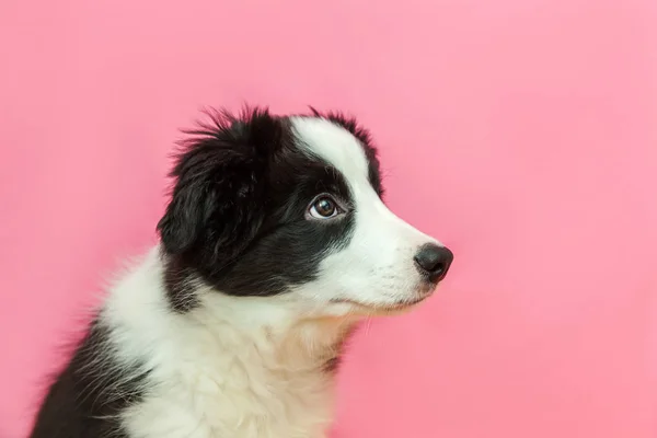 ピンクのパステルの背景にかわいい smilling の子犬の犬のボーダーコリーの面白いスタジオの肖像画 — ストック写真