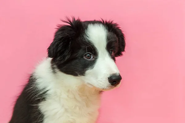 Engraçado estúdio retrato de bonito smilling filhote de cachorro fronteira collie no fundo pastel rosa — Fotografia de Stock