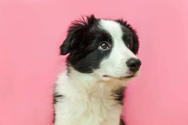 Engraçado estúdio retrato de bonito smilling filhote de cachorro fronteira collie no fundo pastel rosa — Fotografia de Stock