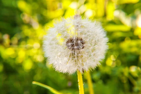 Насіння кульбаби дме у вітрі на фоні літнього поля — стокове фото
