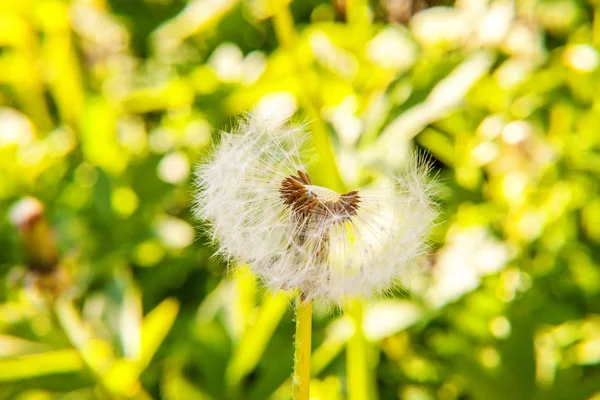 Maskros frön blåser i vinden i sommaren fältet bakgrund — Stockfoto