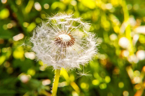 Paardebloem zaden waait in de wind in de achtergrond van een veld de zomer — Stockfoto