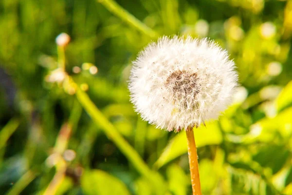 Semillas de diente de león soplando en el viento en el fondo del campo de verano —  Fotos de Stock