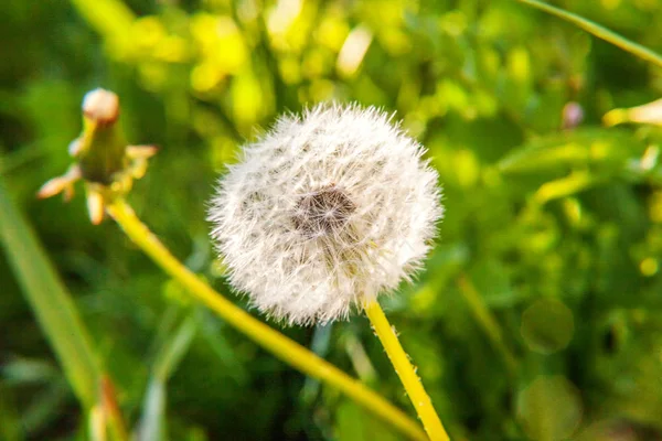 Semillas de diente de león soplando en el viento en el fondo del campo de verano —  Fotos de Stock