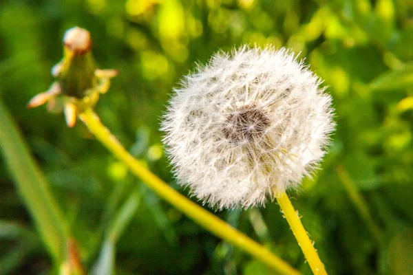 Semillas de diente de león soplando en el viento en el fondo del campo de verano —  Fotos de Stock