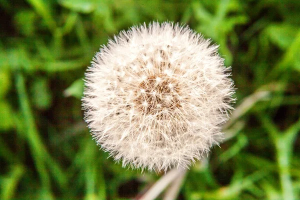 Semillas de diente de león soplando en el viento en el fondo del campo de verano — Foto de Stock