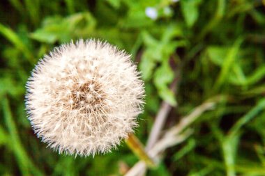 Karahindiba tohumları yaz alan arka planda rüzgarda üfleme