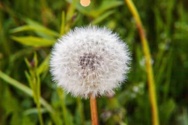 Karahindiba tohumları yaz alan arka planda rüzgarda üfleme
