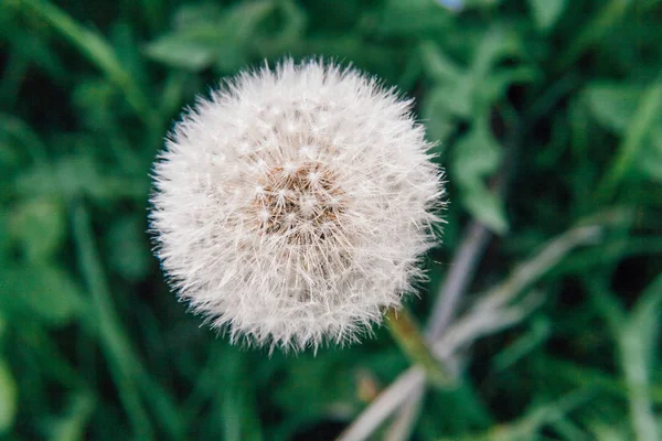 Semillas de diente de león soplando en el viento en el fondo del campo de verano —  Fotos de Stock