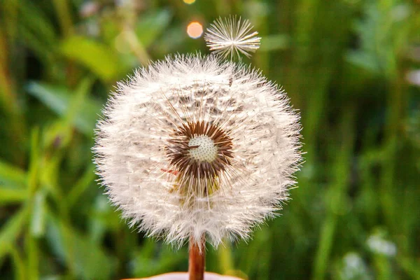 Семена одуванчиков, дующие на ветру на фоне летнего поля — стоковое фото