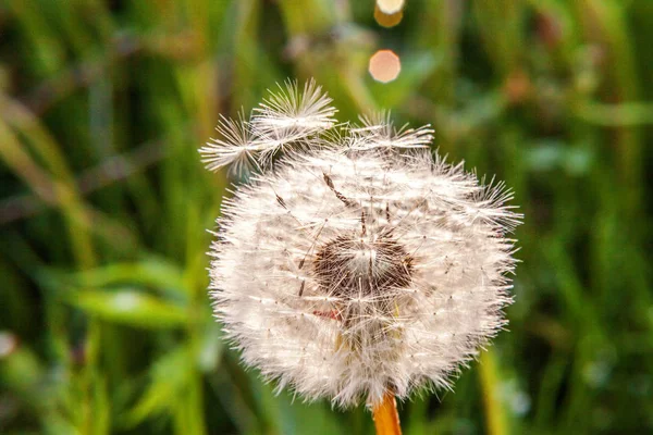 Paardebloem zaden waait in de wind in de achtergrond van een veld de zomer — Stockfoto