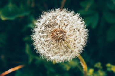 Karahindiba tohumları yaz alan arka planda rüzgarda üfleme