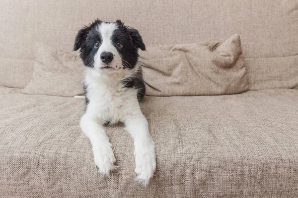 Drôle de portrait de chien chiot puant mignon frontière collie sur le canapé à la maison. Animaux et soins des animaux concept — Photo