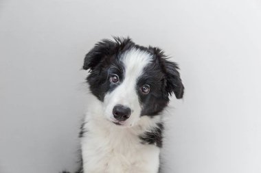 Komik stüdyo portre sevimli güleryüzlü köpek yavrusu köpek kenar kömür ocağı beyaz arka plan üzerinde