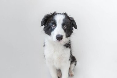 Komik stüdyo portre sevimli güleryüzlü köpek yavrusu köpek kenar kömür ocağı beyaz arka plan üzerinde