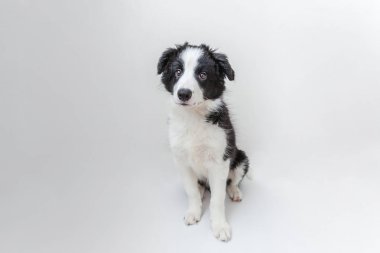 Komik stüdyo portre sevimli güleryüzlü köpek yavrusu köpek kenar kömür ocağı beyaz arka plan üzerinde