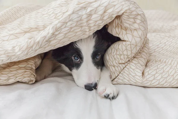 Komik şirin güleryüzlü köpek yavrusu köpek kenar kömür ocağı evde yatakta portresi — Stok fotoğraf